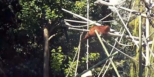 Singes au zoo Caméra web