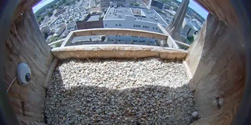 Falcon's nest webcam