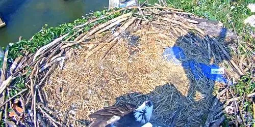 Nid d'Osprey webcam - Richmond