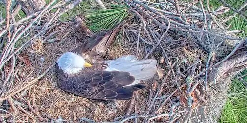 Black Eagle nest webcam - Naples