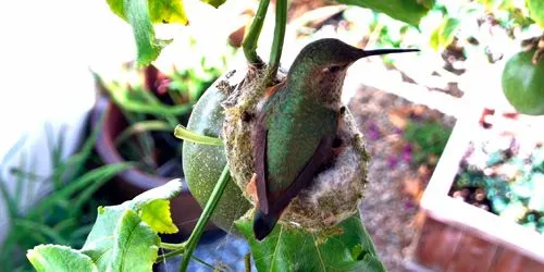 Nid de colibri avec poussins webcam