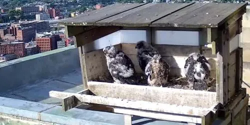 Peregrine Falcon nest webcam