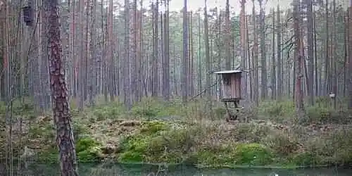 Nuuksio Forest Webcam