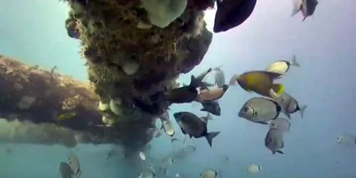 Le monde sous-marin de l'océan Atlantique webcam