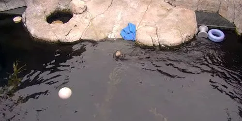 Sea otter at Monterey Bay Aquarium webcam