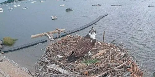 Oyster Bay - Osprey Nest webcam - New York