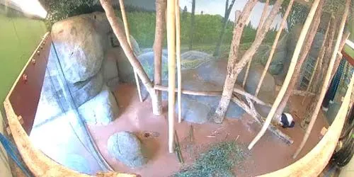 Panda at the zoo webcam