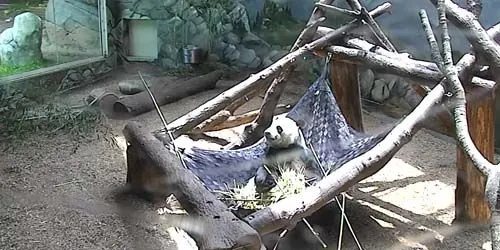 Panda at the zoo Webcam