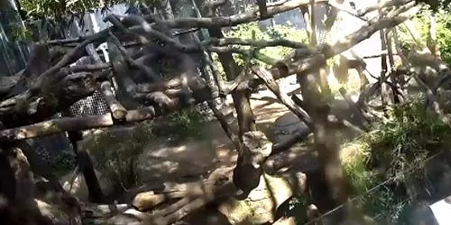 Koalas dans la volière du zoo Caméra web