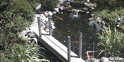 Lac avec carpes Koi dans le parc Caméra web