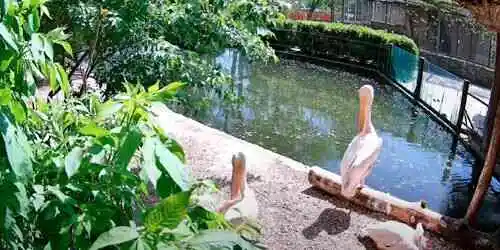Pélicans du Zoo Roshen Caméra web