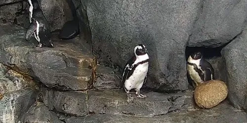 Pingüinos africanos en el acuario Cámara web