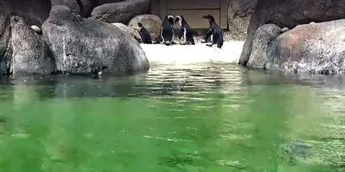 Pingouins au zoo Caméra web