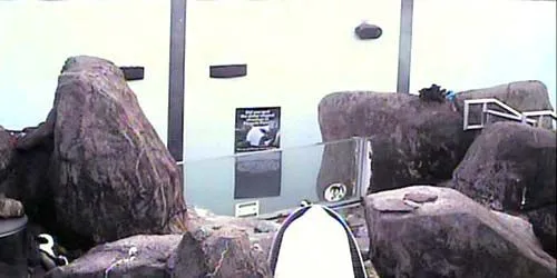 Penguins at the zoo webcam