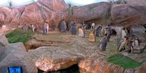 Penguins at the Zoo webcam - Saint-Louis