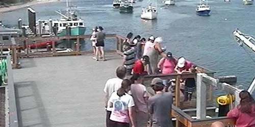 El muelle de los peces webcam