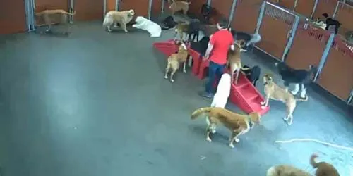 Playroom in the hotel for dogs Webcam