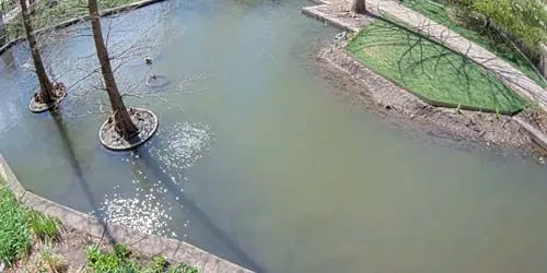 Botanical Pond at the University of Chicago Webcam