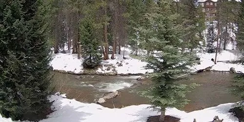 Rivière de montagne dans une belle forêt Caméra web