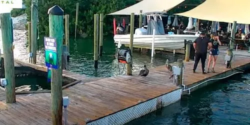 Robbie's Marina- Islamorada webcam - Key West