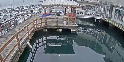 Feeding the seals Webcam