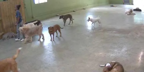 Refugio para perros Webcam screenshot