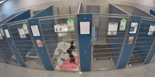 Centro de Adopción y Bienestar de Mascotas SICSA webcam - Dayton