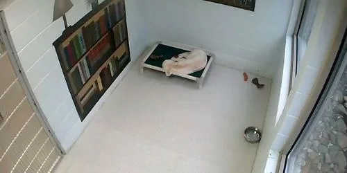 Animal hotel - single dog room webcam