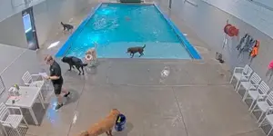 Swimming pool in the hotel for dogs webcam