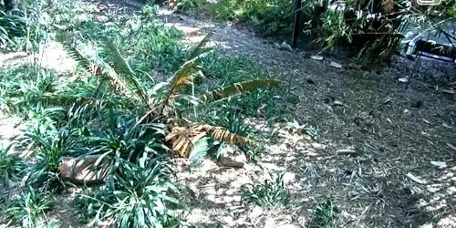 Aviario con tigres en el zoológico. webcam - San Diego