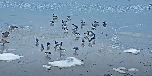 Wild birds in Barnegat Bay webcam