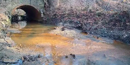 La faune de Sunny Brook dans le sud de Harrison Caméra web