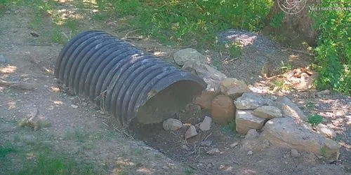 Wolves enclosure at Trevor Zoo webcam - Poughkeepsie