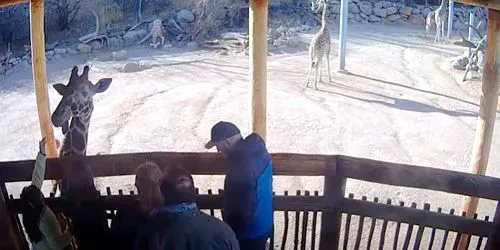 Nourrir les girafes au zoo Caméra web